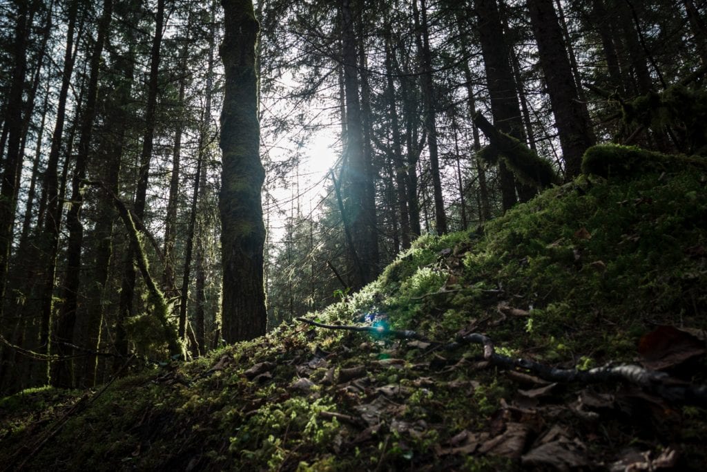 Hiking Trails Juneau Alaska - Eagle Glacier Trail - Unplugged Alaska Adventures